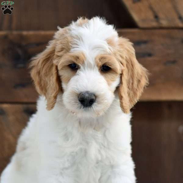 Anthony, Goldendoodle Puppy